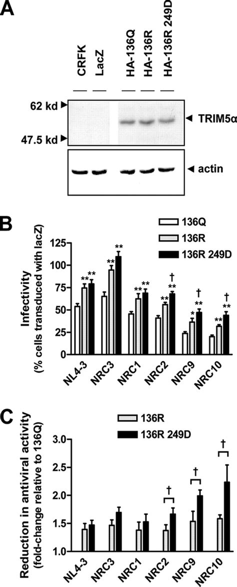 Strain Specific Differences In The Impact Of Human Trim Different