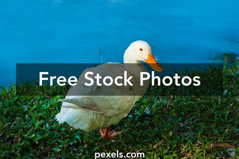 White Winged Wood Duck Photos, Download The BEST Free White Winged Wood ...