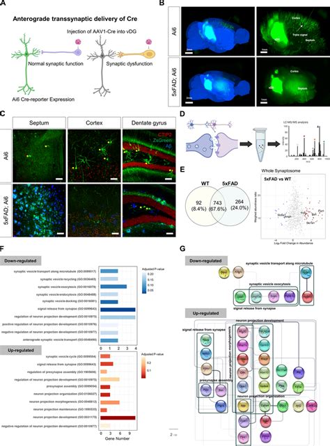 The Formation Of Axonal Spheroids In Close Proximity To Axon Terminals