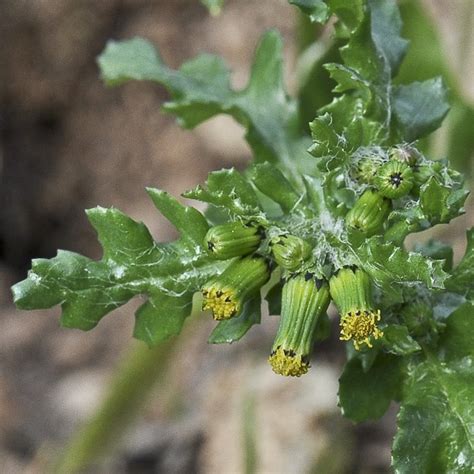 Senecio Vulgaris Naturdata Biodiversidade Em Portugal