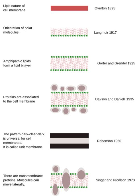 Cell membrane - Definition and Examples - Biology Online Dictionary