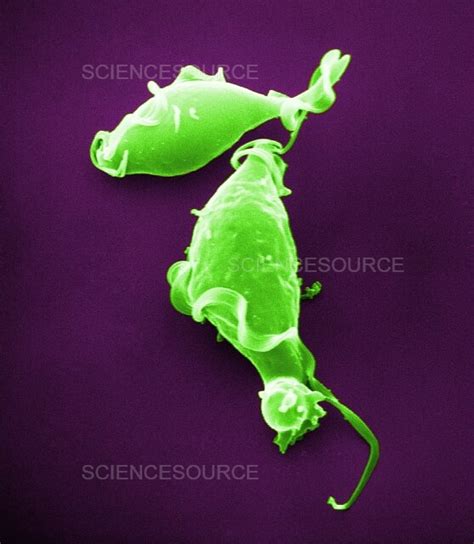 Trichomonas Vaginalis Protozoan Paras Stock Image Science Source Images