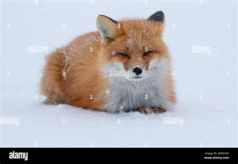 Red Fox in Alaska Stock Photo - Alamy