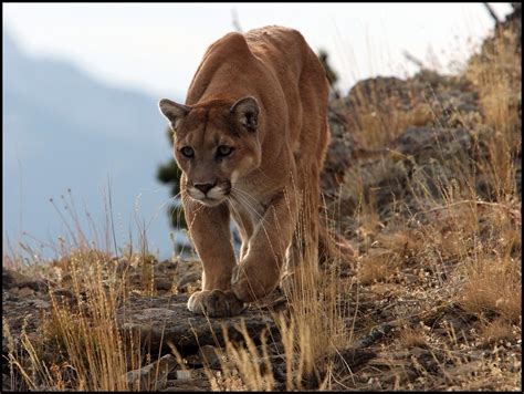 Пума (лат. Puma concolor), фотографии пумы