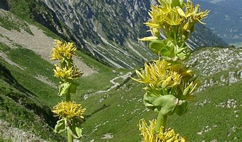 Gentiana Lutea Spp ראן בוטניקס