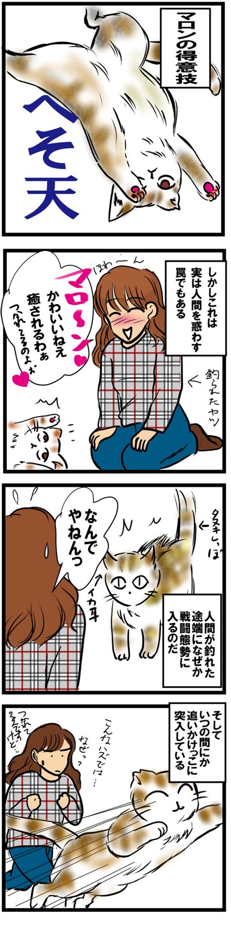 【ねこ漫画】へそ天にご用心！ 【ねこ漫画】マロンと愉快な仲間たち