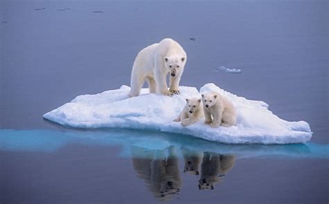 How Climate Change Imagery Has Changed From Polar Bears to People