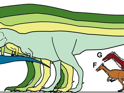 Tyrannosaurus Size Comparison