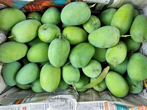 Green A Grade Organic Kesar Mango Carton Packaging Size 10 Kg At Rs