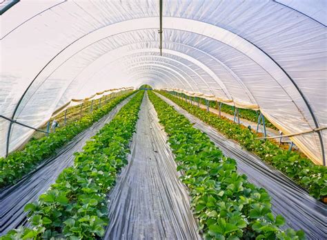 Polyethylene Greenhouse Covering Pros And Cons Nexus Plastics Inc