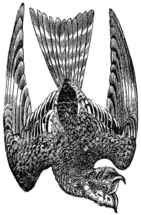 Nighthawk PNG, Vector, PSD, and Clipart With Transparent Background for