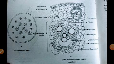 Monocot Stem Labeled Diagram