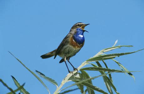 Whitespotted Bluethroat Luscinia Svecica Cyanecula Male Editorial Stock