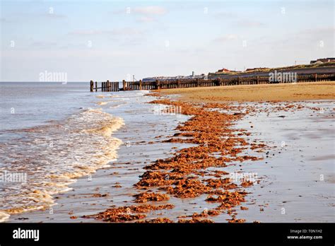 The Shoreline With Washed Up Seaweed On The North Norfolk Coast At