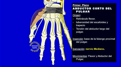 Descripción de diversos temas de anatomía humana imagenología y