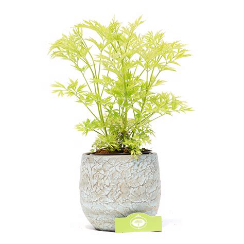 Sambucus Nigra Golden Tower Gele Vlier Liter Pot Schramas