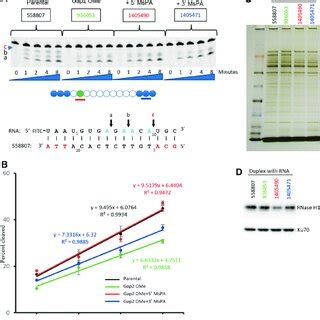 Mspa Linkage Modifications Enhance Rnase H Cleavage And Off Rate A