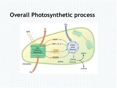 Photosynthesis process, Sucrose formation