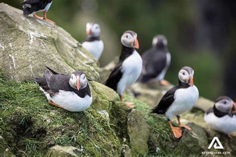 Vestmannaeyjar Island Volcanoes And Puffins Tour