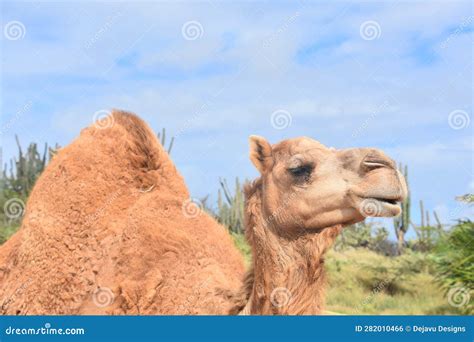 Camel with One Large Hump in the Desert Stock Photo - Image of outdoors ...