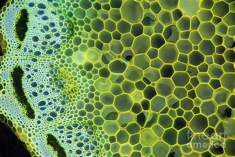 Plant Cells Photograph By Frank Foxscience Photo Library Fine Art