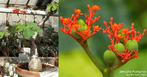 Jatropha Podagrica Care: Growing and Cultivating The Buddha Belly Plant ...