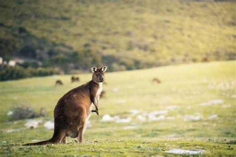 Can You Do A Day Trip From Adelaide To Kangaroo Island