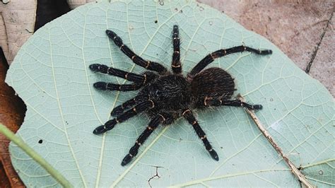 Four new tarantula species from Colombian biodiversity hotspot