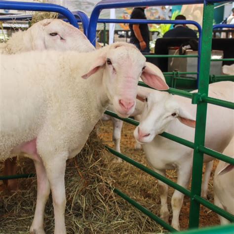 Queda Inaugurada La Ta Feria Ovina Y Caprina Con M S De