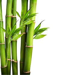 bamboo definition  meaning collins english dictionary