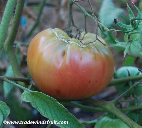 Томат Синий Том Фото – Telegraph