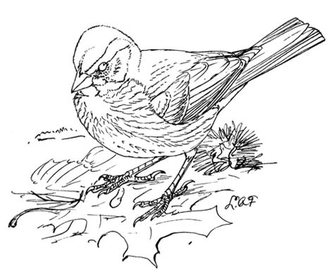 Fox Sparrow Coloring Page Free Printable Coloring Pages