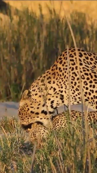 Mating Leopards Kirkmans Kamp Sabi Sand Game Reserve Ubuntu Travel Youtube