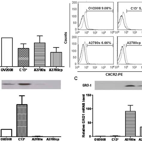 Expression Of The Chemokine Receptor Cxcr2 And Its Ligands Il 8 And