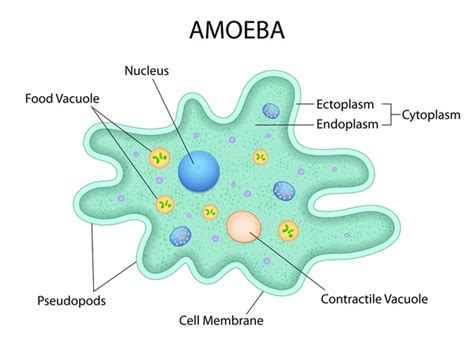 9,011 Amoeba Cell Images, Stock Photos, 3D objects, & Vectors | Shutterstock