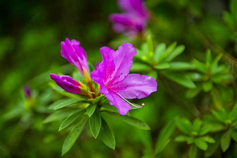 Details 100 Imagen Floracion De La Azalea Abzlocal Mx