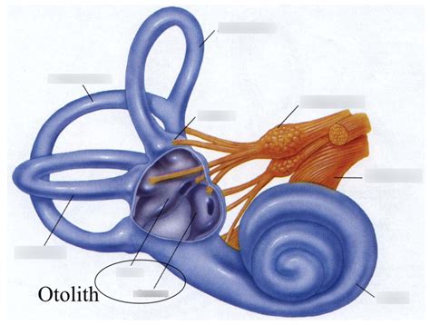 Vestibular apparatus anatomy Diagram | Quizlet