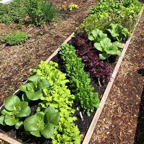 10 Vegetable Garden Design Ideas | The Family Handyman