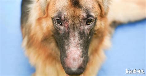 Dermatitis Por Hongos En Las Mascotas