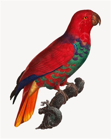 Eclectus Parrot Bird Vintage Animal Free Photo Illustration Rawpixel