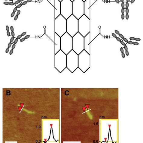 The HER2 IgY SWNT Complex A Schematic Representation Of SWNTs