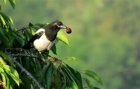 Do Birds Have Taste Buds Everything You Need To Know Learn Bird Watching