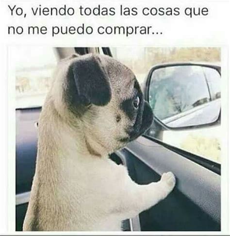 Pin de PETRUS en imágenes chistosas Perro pug bebes Perros pug