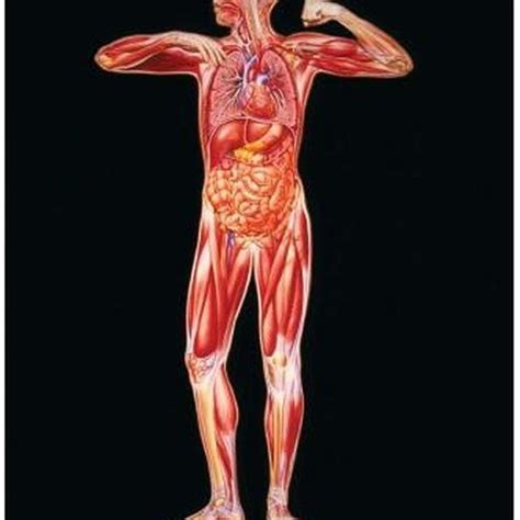 Celiac Artery Stenosis Symptoms Celiac Artery, Body Farm, Human Body Anatomy, Mind Blowing Facts ...