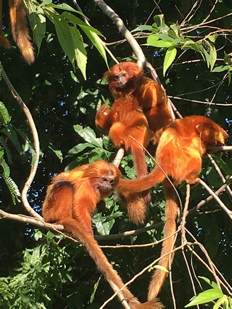 Golden Lion Tamarin Monkeys in Brazil