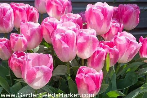 Tulipan Innuendo Pakke Med Stk Tulipa Innuendo Garden Seeds