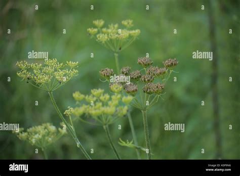 Graines De Fleurs Et De La Berce Du Caucase Heracleum Sphondylium