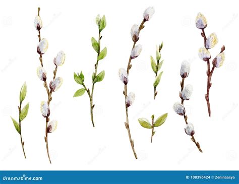 Watercolor Pussy Willow Branches Set Hand Drawn Tree Twigs With Buds