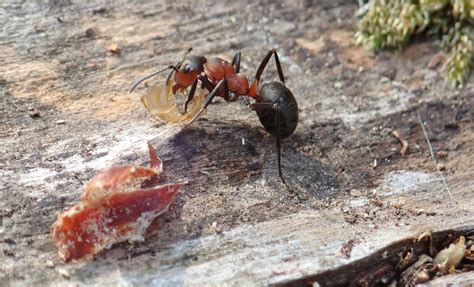 Wood Ants – the world beneath your feet | East Dartmoor Woods blog