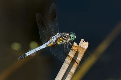 What's a Dragonfly Habitat Like? What Do Dragonflies Eat? Find Out Now ...